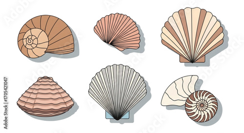 Collection of Six Different Seashells.