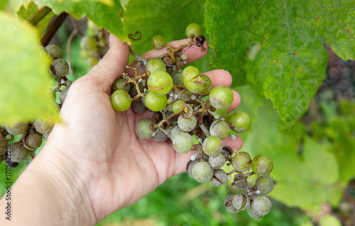 Botrytis cinerea or Oidium tuckeri on grapes. A person's hand shows how the fungal disease turns the grape clusters gray and causes them to break apart. The fungus destroys the crop.