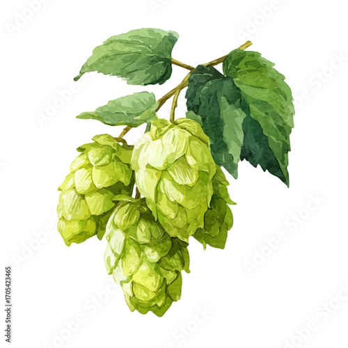 Hops, watercolor vector, isolated on a white background.