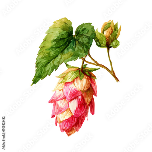 watercolor of Hops Flower, vector, isolated on a white background.