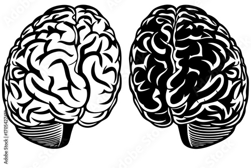 Black and White Brain Anatomy Illustration