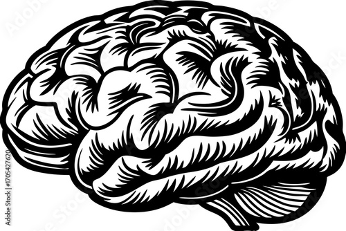 Black and White Detailed Brain Illustration