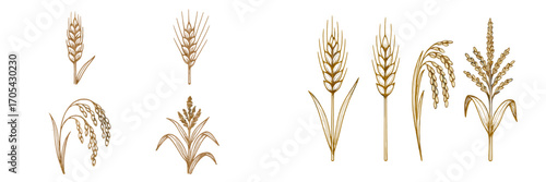 Various cereal grains like wheat, rice, and barley, essential for agriculture and food production, depicted in a detailed hand-drawn style