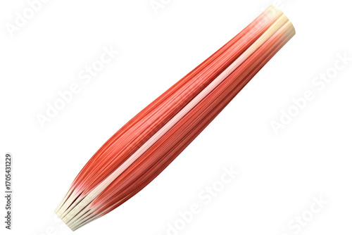 Anatomical model of a human skeletal fusiform muscle fiber isolated on a transparent background