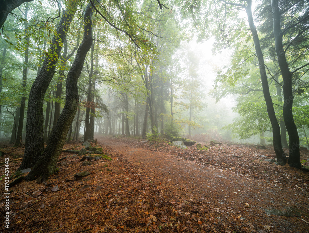 Obraz premium Herbstliche Wanderwege im Pfälzerwald bei Edenkoben mit Nebel, Moos und Farn in mystischer Stimmung an der Lolusruhe