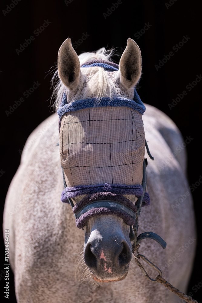 Fototapeta premium White Horse Wearing Protective Fly Mask and Halter. The mesh mask shields the eyes and face from insects, ensuring comfort and safety in a stable or paddock.