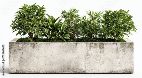 A rectangular concrete planter, weathered and light gray, contains several lush green plants, including broadleaf and spiky varieties, set in a bed of moss