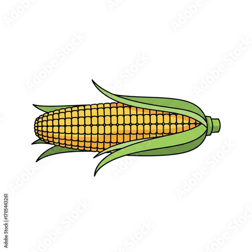 Fresh Corn on the Cob with Green Husks.