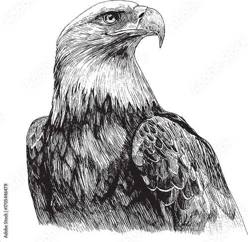 USA eagle illustration on a white background. This vector illustration can be used in any size you like for advertising, logos, and other work.