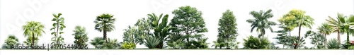 Horizontal arrangement of various tropical plants against a white background