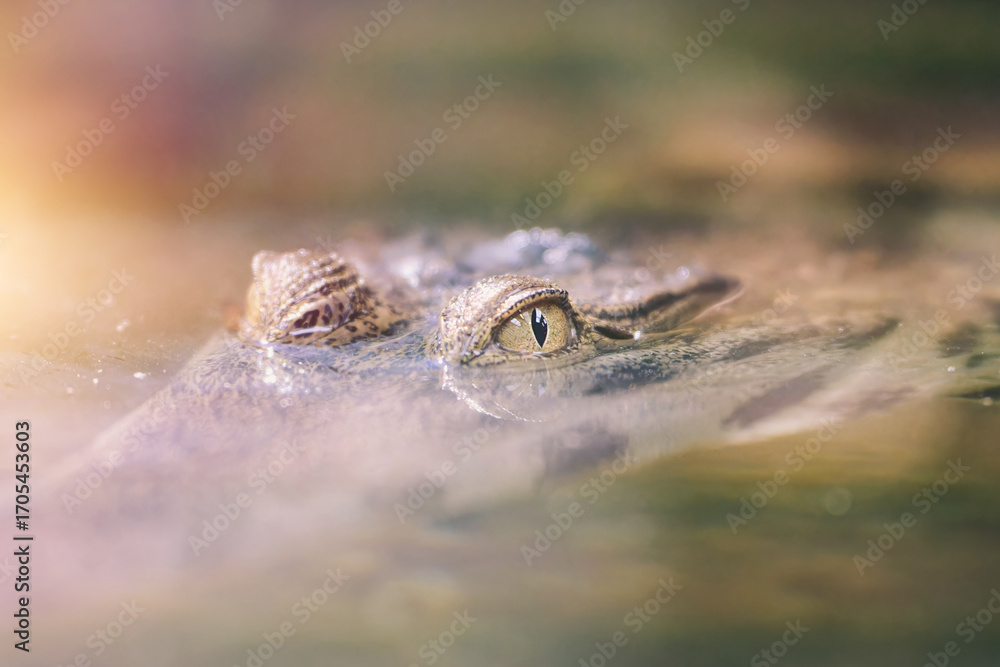 Fototapeta premium Crocodile head barely above the water
