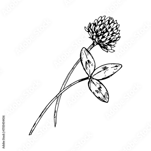 Hand drawn vector illustration of clover sprig with rounded flower head, trifoliate leaves and slender stem, suitable for herbal tea packaging, eco labels, apothecary branding and botanical artwork