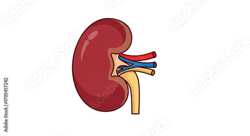 Human Kidney Anatomy Medical Illustration.