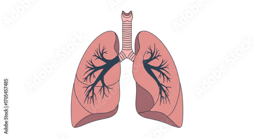 Human Lungs Anatomy Illustration.