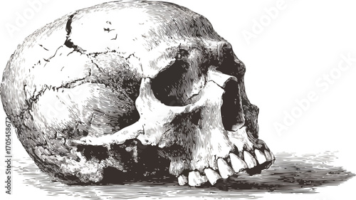 Detailed Human Skull Woodcut Engraving Vector Illustration