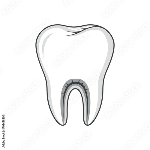 Illustration of a human tooth cross section.