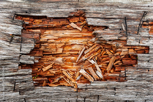 Close-up view of weathered wood showing peeling layers and vibrant brown splinters in a rustic outdoor environment under natural light.