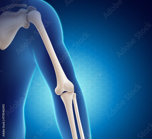 Anatomical 3D vector illustration of the human elbow joint, showing the humerus, radius, and ulna bones. Perfect for medical, educational, and healthcare content.