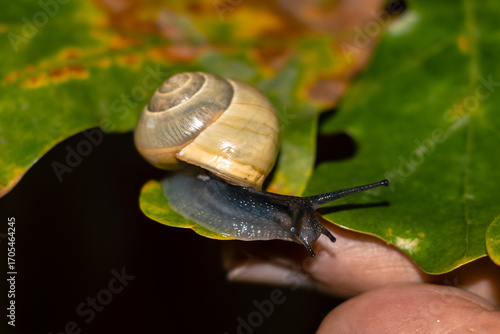 Close up photo of a snail