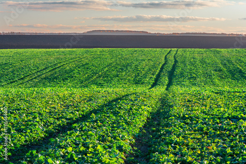 Agricultural landscape with winter rapeseed field, plowed land and evening sky