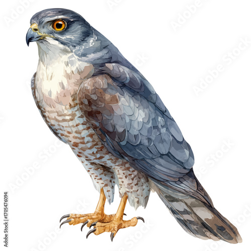 Goshawk, watercolor illustration vector, isolated on a white background.