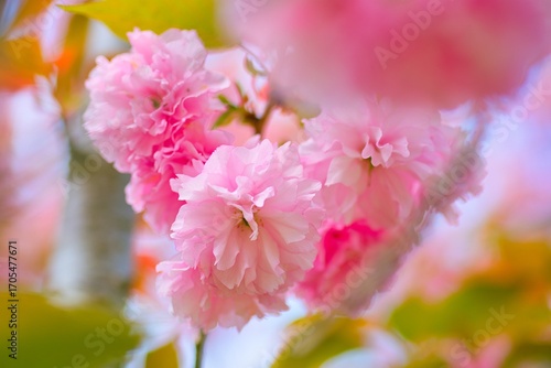 美しいピンクの八重桜