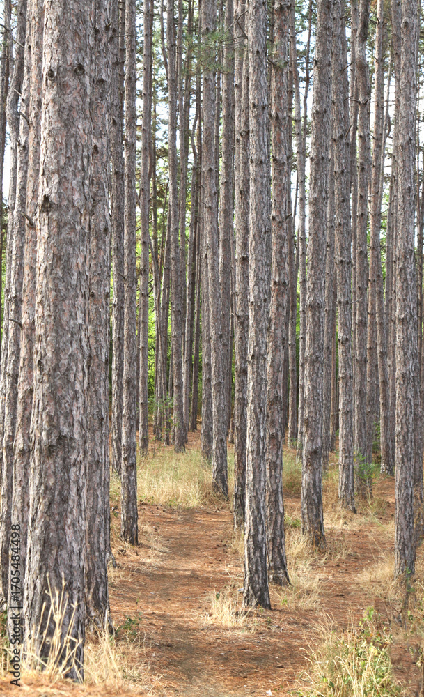 Fototapeta premium Pine forest on a summer day close up .Concept of nature