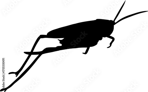 Vector isolated illustration of a grasshopper silhouette