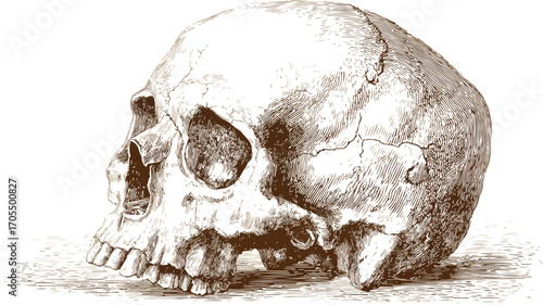 Detailed Human Skull Woodcut Engraving Vector Illustration