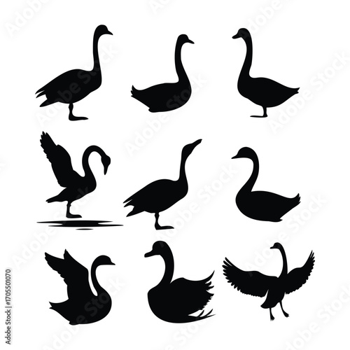 Silhouettes of Swans in Various Elegant Poses