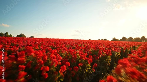 Vibrant Remembrance Day Poppies A Sea of Crimson Under a Blue Sky