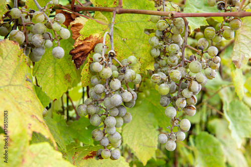 Botrytis cinerea or Oidium tuckeri on grapes. The fungal disease turns the grape clusters gray and causes them to break apart. The fungus destroys the crop.