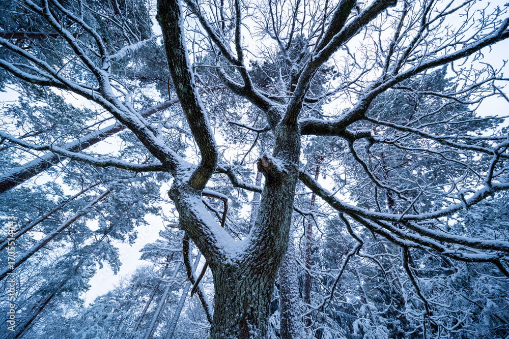Obraz premium Verschneite Kalmit in Maikammer mit vereisten Bäumen und Nebelstimmung am Wintermorgen