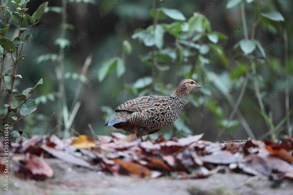 The black francolin (Francolinus francolinus asiae ) is a gamebird in the pheasant family Phasianidae of the order Galliformes. This photo was taken in North India. The black francolin (Francolinus francolinus asiae ) is a gamebird in the pheasant family Phasianidae of the order Galliformes. This photo was taken in North India.