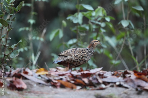 Photography The black francolin (Francolinus francolinus asiae ) is a gamebird in the pheasant family Phasianidae of the order Galliformes