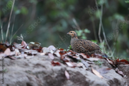 Photography The black francolin (Francolinus francolinus asiae ) is a gamebird in the pheasant family Phasianidae of the order Galliformes