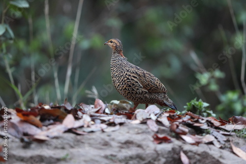 Photography The black francolin (Francolinus francolinus asiae ) is a gamebird in the pheasant family Phasianidae of the order Galliformes