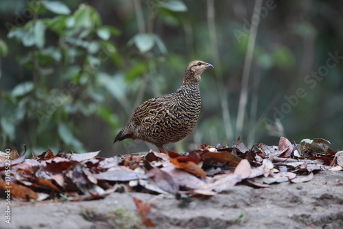 Canvas Print The black francolin (Francolinus francolinus asiae ) is a gamebird in the pheasant family Phasianidae of the order Galliformes