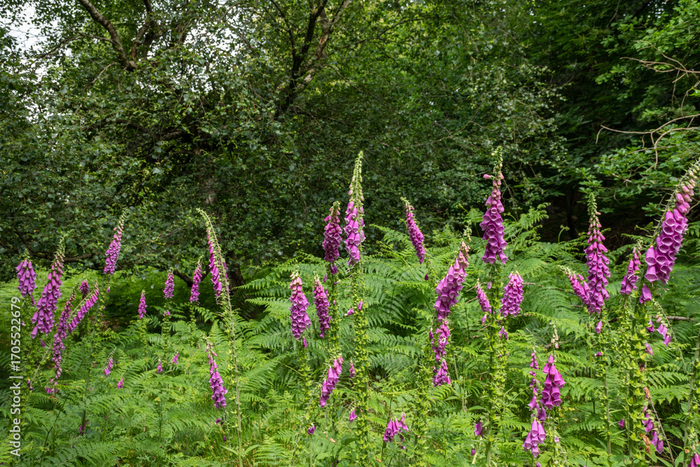 Obraz premium Digitalis purpurea, commonly known as foxglove, showcasing vibrant purple flowers in a lush green forest setting.