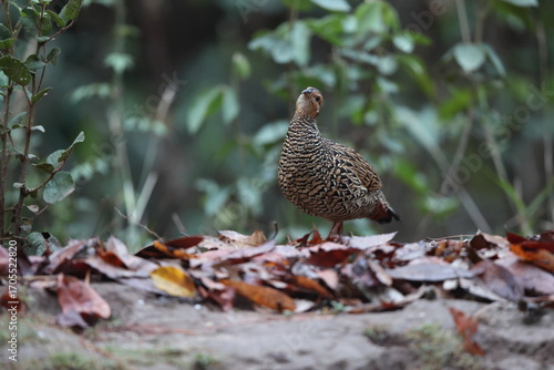 Photography The black francolin (Francolinus francolinus asiae ) is a gamebird in the pheasant family Phasianidae of the order Galliformes