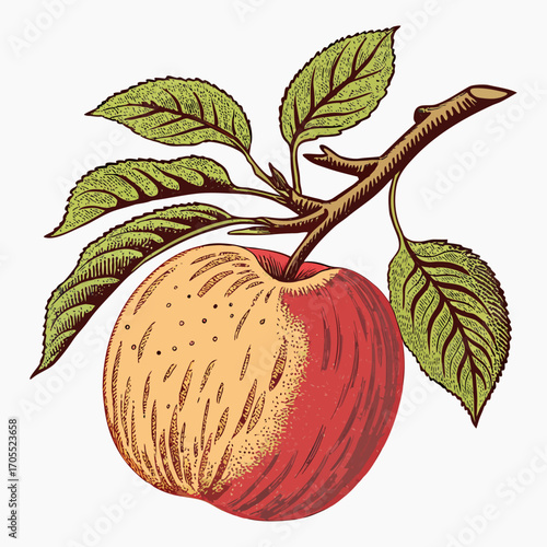 Vintage Apple with Branch and Leaves - Botanical Vector Illustration