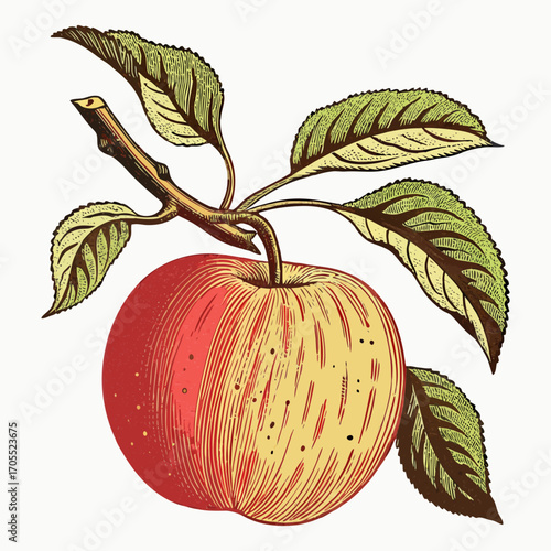 Vintage Apple with Branch and Leaves - Botanical Vector Illustration