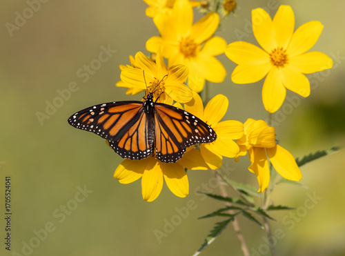 monarch butterfly on yellow flower