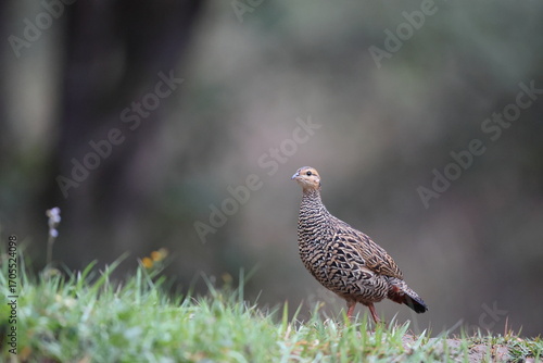 Photography The black francolin (Francolinus francolinus asiae ) is a gamebird in the pheasant family Phasianidae of the order Galliformes