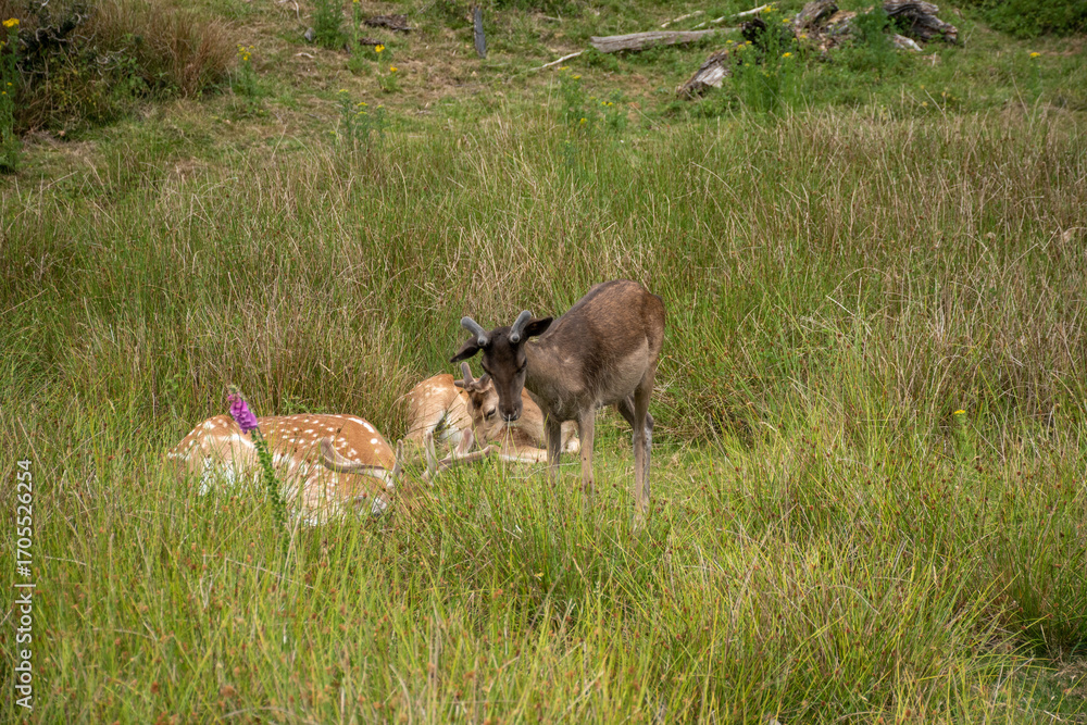Obraz premium A family of deer resting in a lush green meadow with wildflowers, showcasing the tranquility of nature.