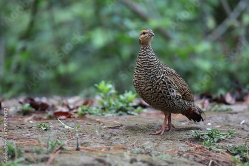 Photography The black francolin (Francolinus francolinus asiae ) is a gamebird in the pheasant family Phasianidae of the order Galliformes