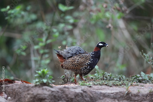 Photography The black francolin (Francolinus francolinus asiae ) is a gamebird in the pheasant family Phasianidae of the order Galliformes