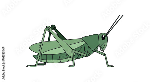Green Grasshopper Insect Illustration.