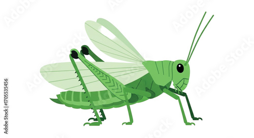 Green Grasshopper Insect Illustration 3.
