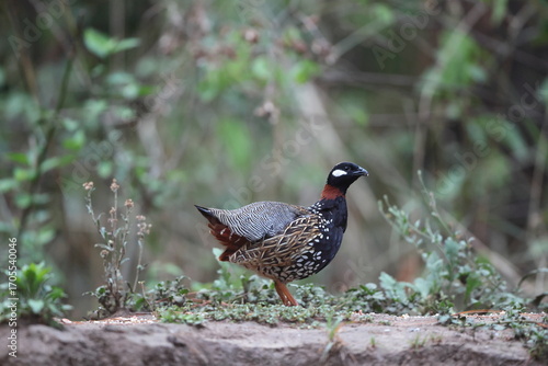 Photography The black francolin (Francolinus francolinus asiae ) is a gamebird in the pheasant family Phasianidae of the order Galliformes